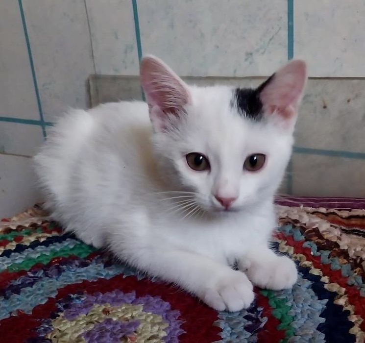 Бабушка отдает котят, 2 мес. домашние, здоровые, игривые
