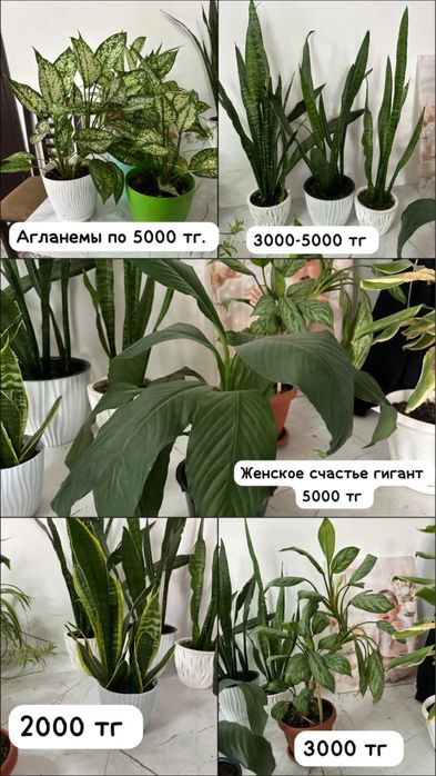 Продам Комнатные цветы