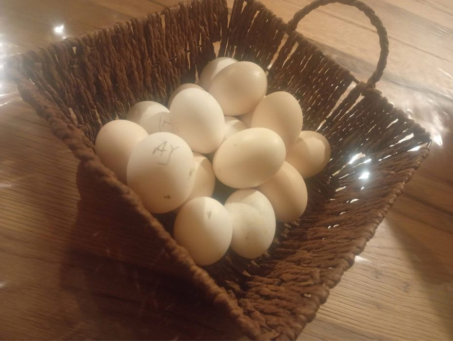 Oua pentru incubat Ayam gemani