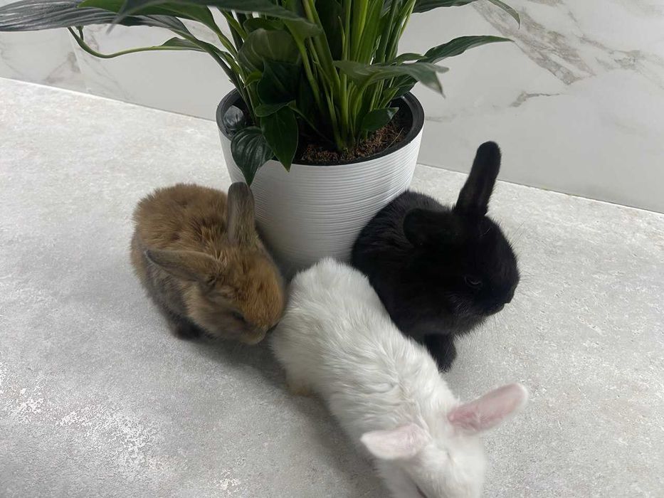 Mini Lop (Декоративный кролик) SPLIT