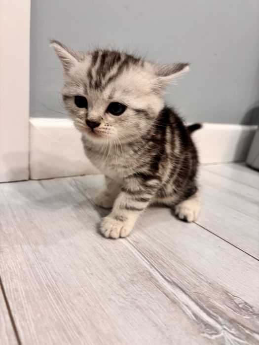 Шотландский вислоуха