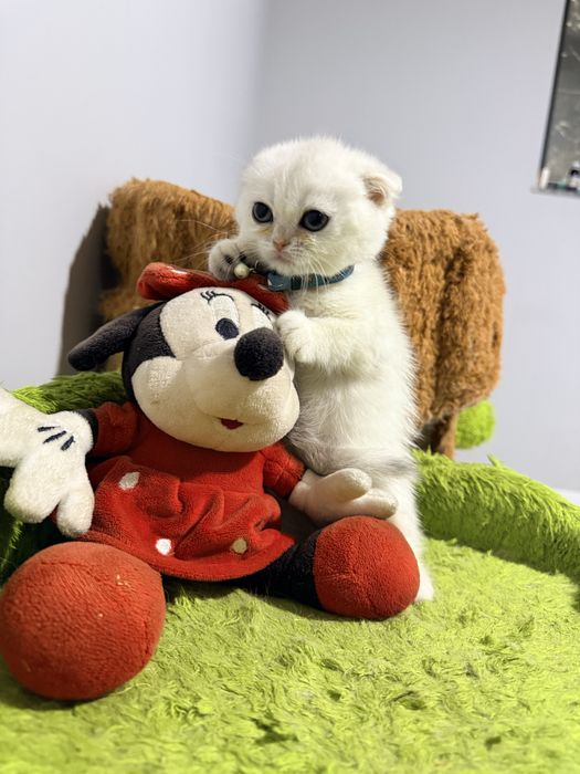 На продаже чистакровная серебристая шиншиллы