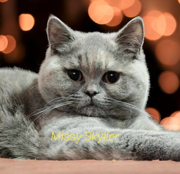 Femelă british shorthair