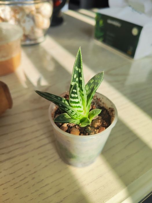 Продаются Суккуленты