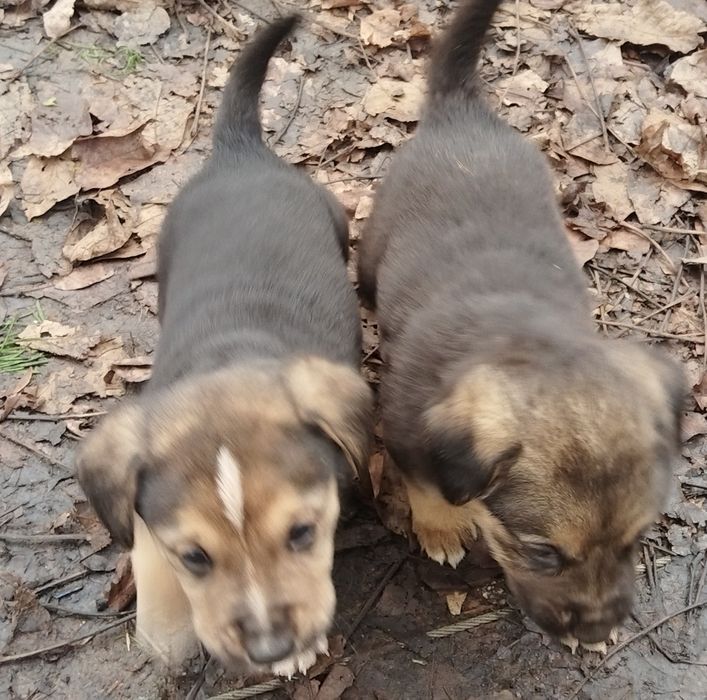 подарявам бебета