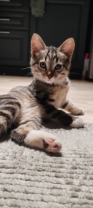 Котенок. Мальчик месяцев 4