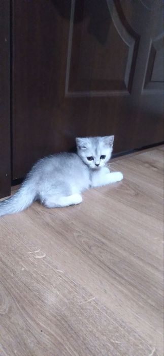 Mushuklar sotilad