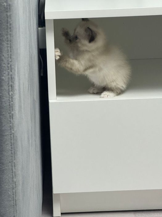 Отдам котят , по 5000т