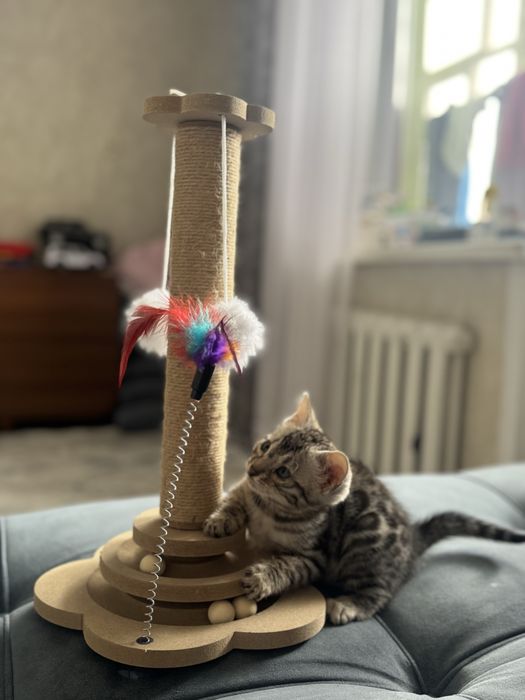 Продам Бенгалськую котенка