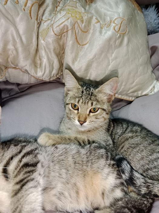 Отдам котят даром, очень игривые