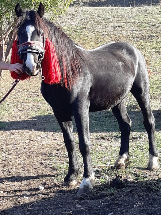 Vînd mînz de 2 ani învățat la căruță