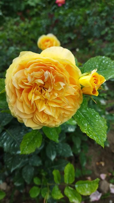 Продаются розы сортовые.