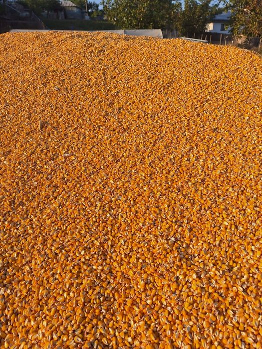 Porumb boabe, floarea soarelui, grăunțe