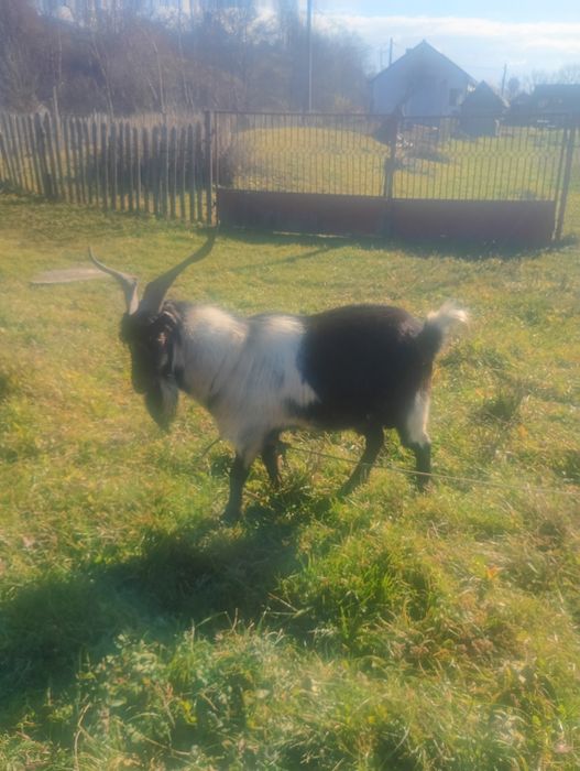 Vând țap Alpin francez