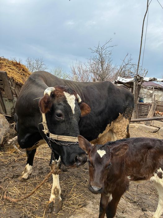 Vaca cu vitel Holstein