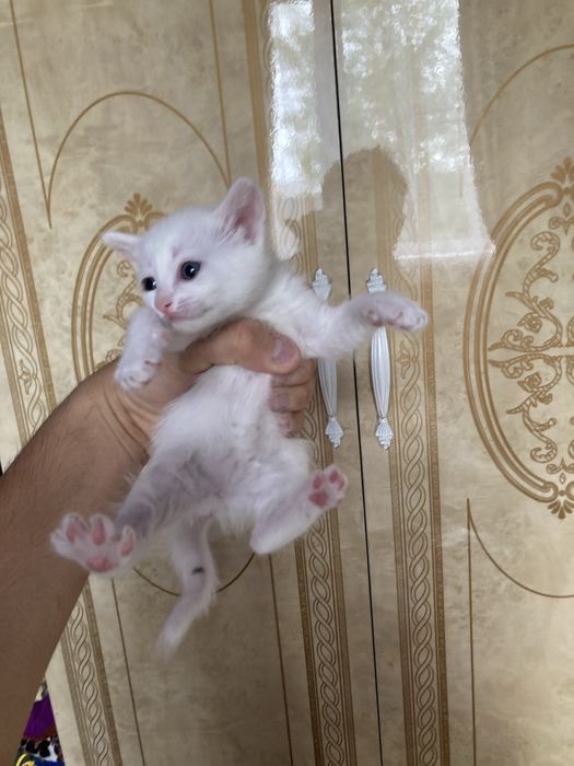 Котята продаются