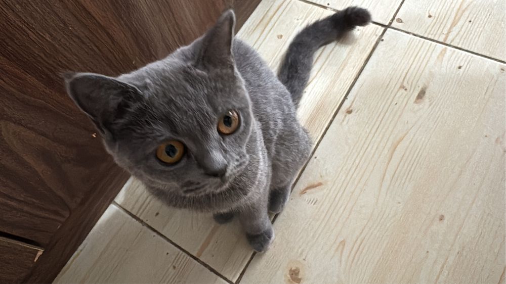 Продам британского котенка