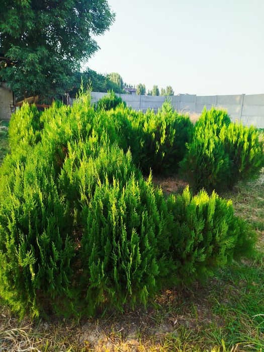 Tuya archala bor