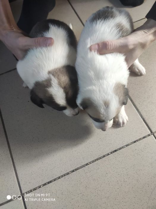 Дарю бесплатно щенков