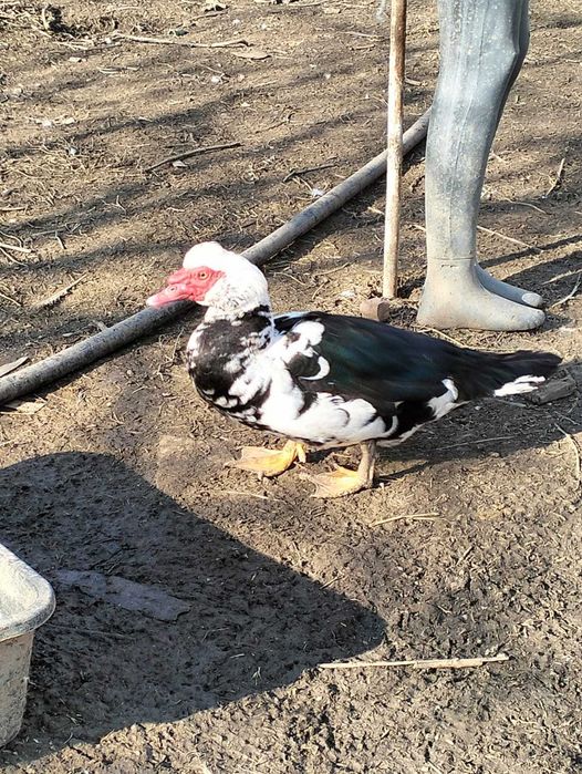 De vanzare cocosi si rate mute au varsta de un an