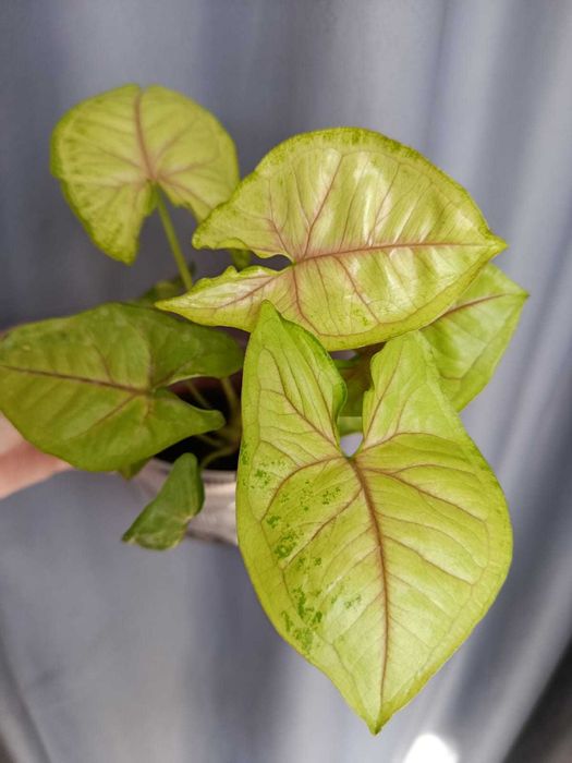 Сингониум Пинк Годзилла