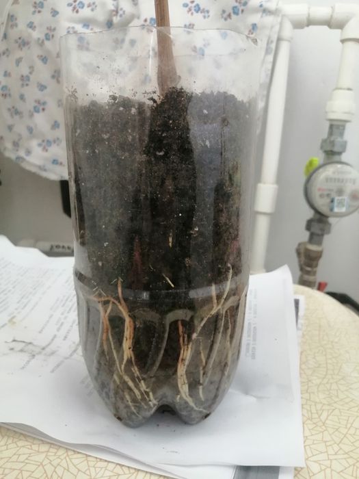 Саженцы винограда