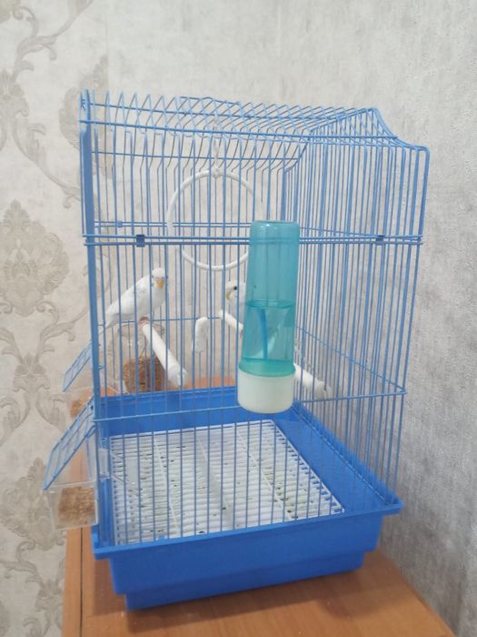 Продам 2 попугая, разнополые