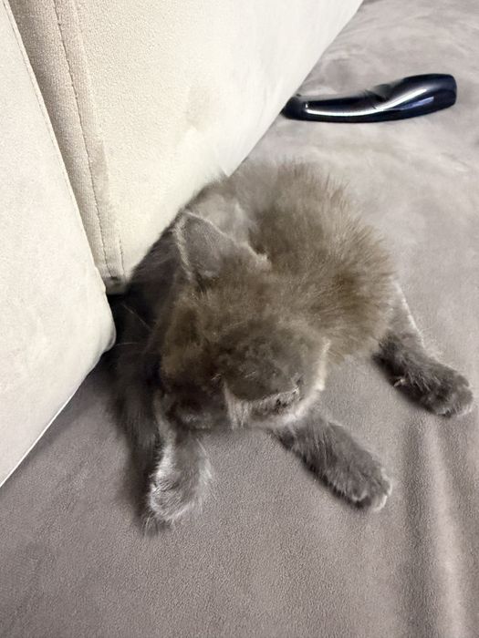 Котенок отдам в хорошие руки