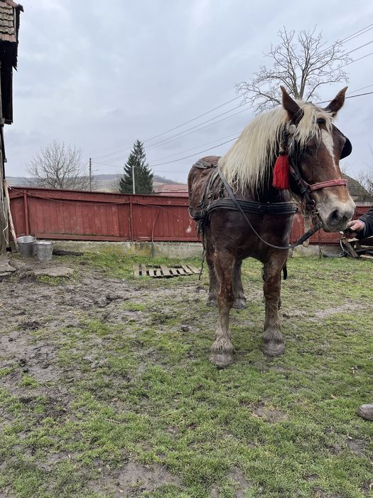 De vanzare iapa semigrea