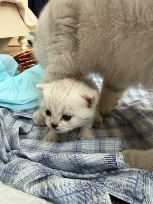котята родились 18 сентября