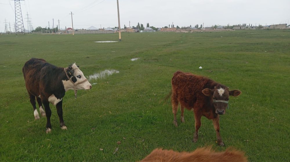 Телки две головы