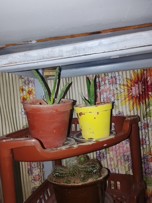 Жмитти митти алой гулла