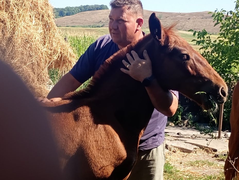 Cai de vânzare iapă 5 ani și Manzu că de 3 luni