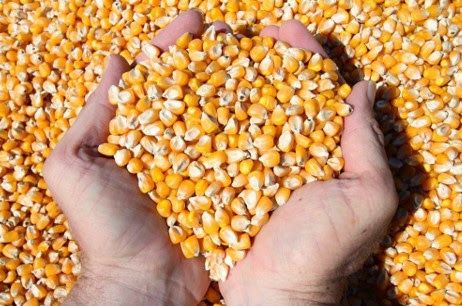 Кукуруза в зерне