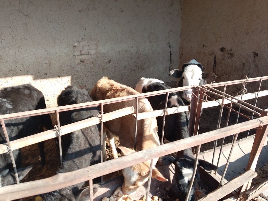 Бузаулар сатылады