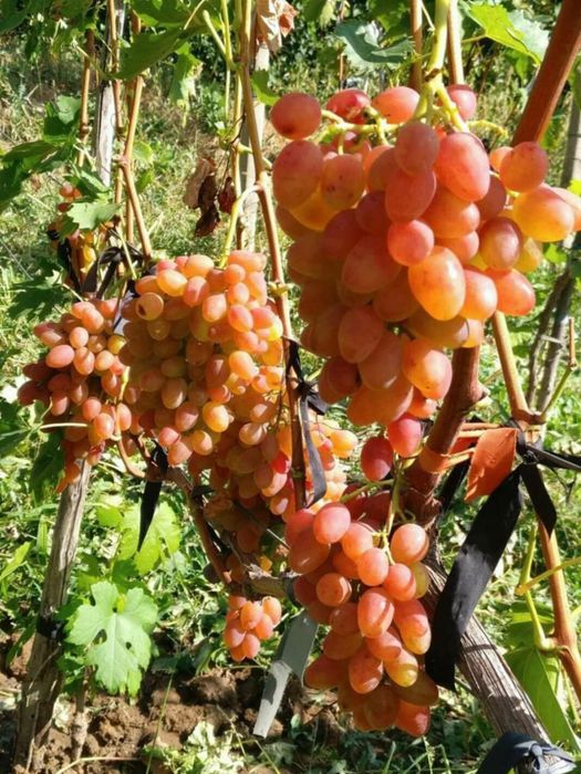 Butasi de vita de vie de anul 2 și de anul 3