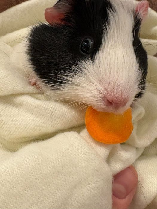 Vand porcusori de guineea