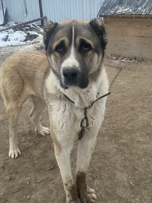 Төбет сатылады 2 жасар