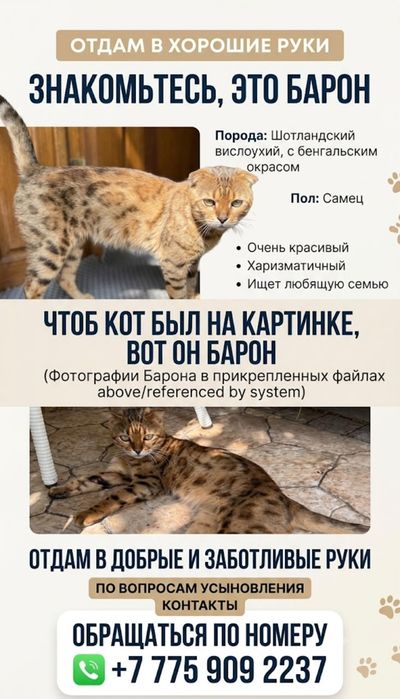 Шотландский котенок в добрые руки
