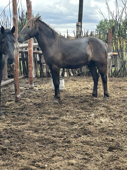 Продам жеребца 4 года