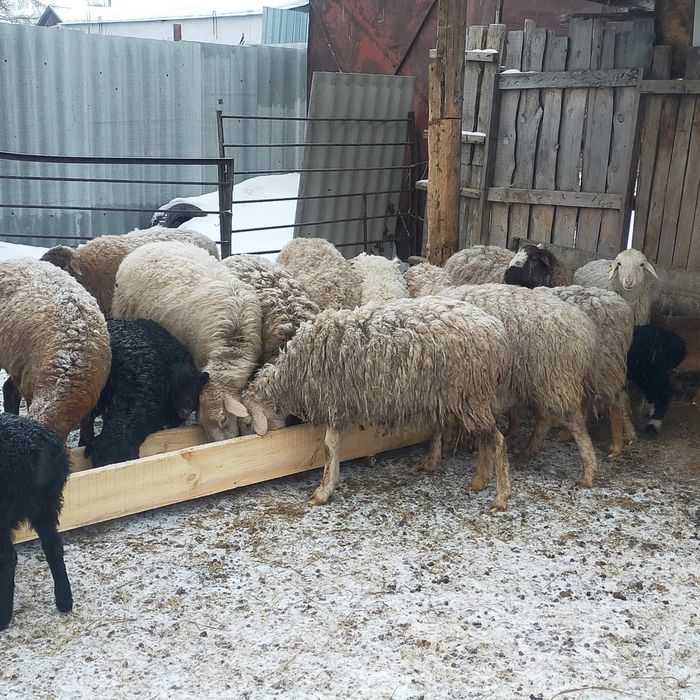 21 голова 1.2млн доставка