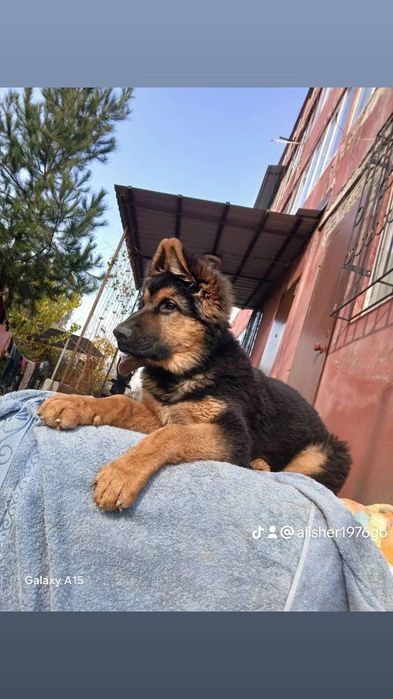 Немецкая овчарка 6 месяцев