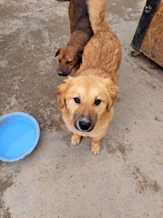 Собаки в добрые руки, только с дальнейшем отслеживанием судьбы