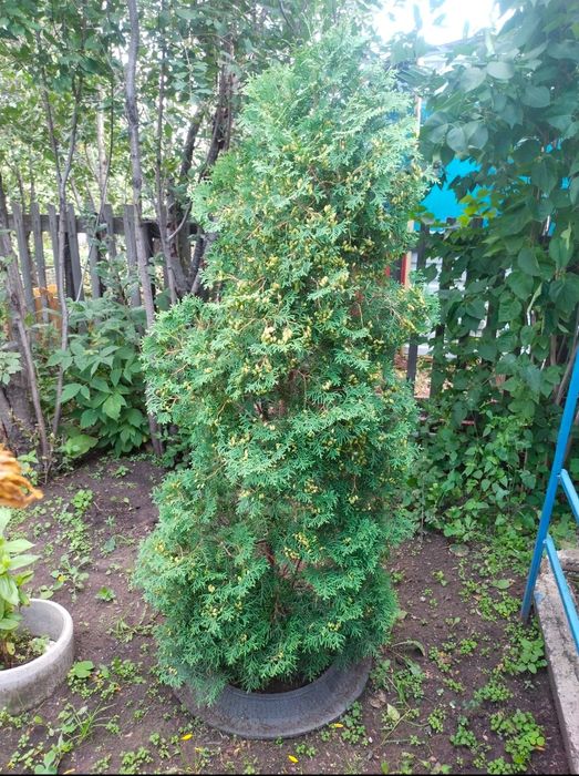 Продаю дачу в обществе "Мичуринец"