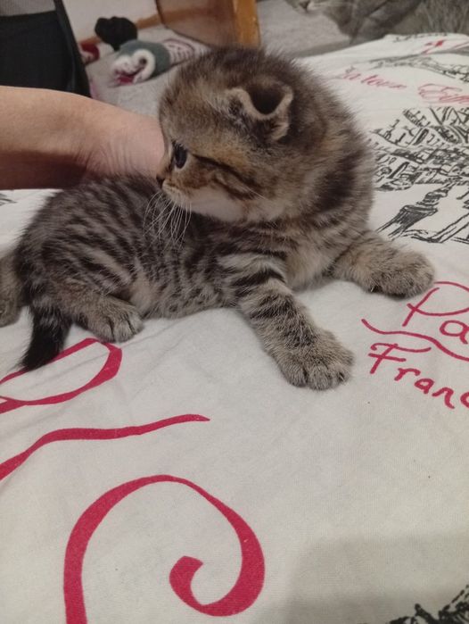 Scottish Straight Fold