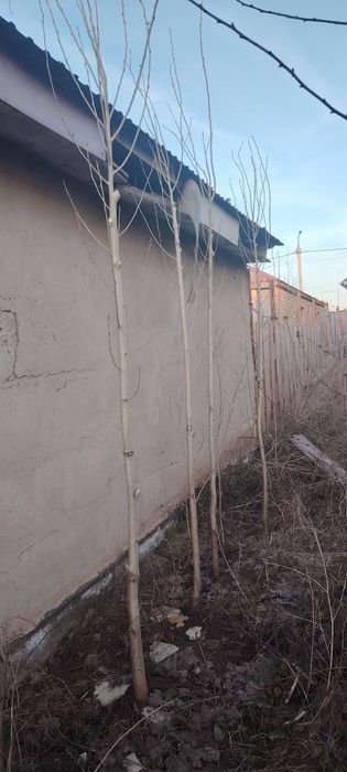 Көшеттер Ағаштар Расада бар