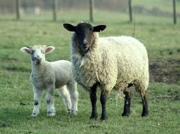 Бараны в городе Павлодар