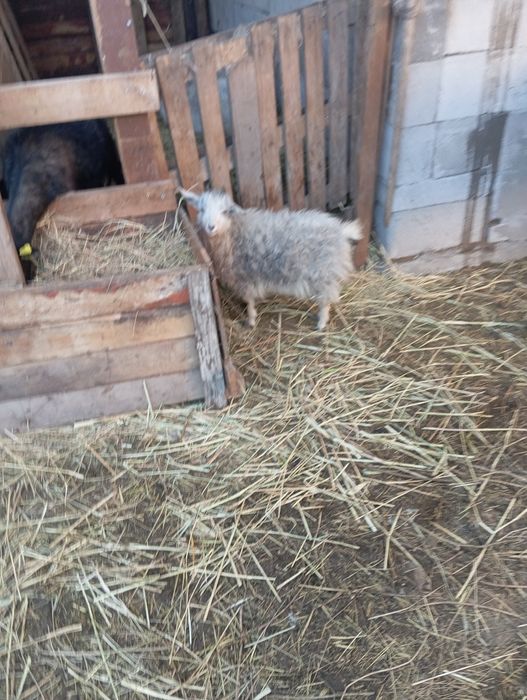 Продам козу молодую