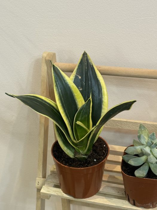 Набор из 6 цветов