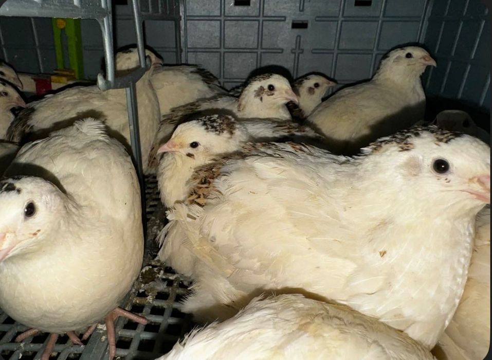 Яйца от пъдпъдъци за люпене и консумация